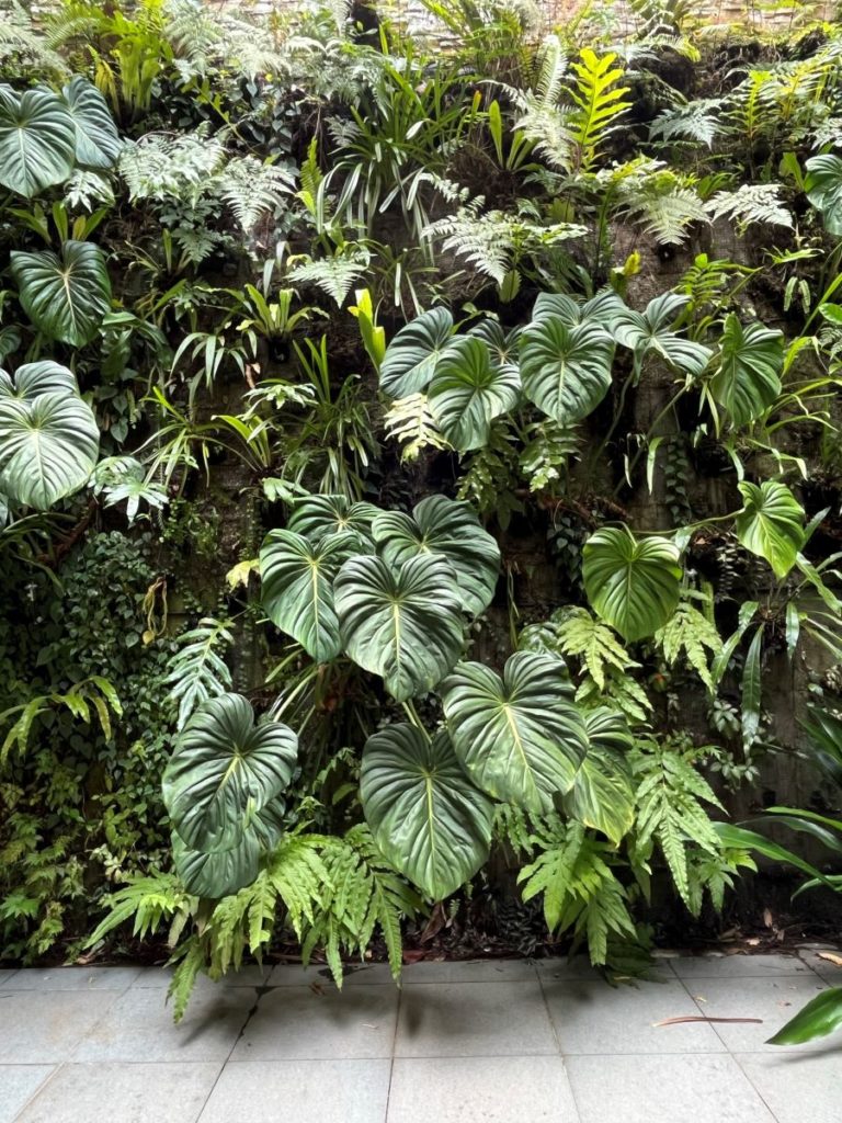 Jardin vertical : mur végétal composée de plantes tropicales luxuriantes au jardin botanique de Singapour