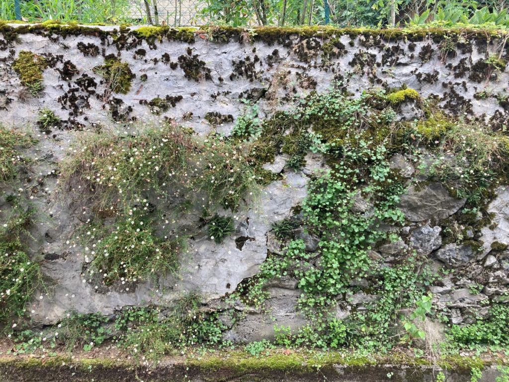 mur vegetal naturel