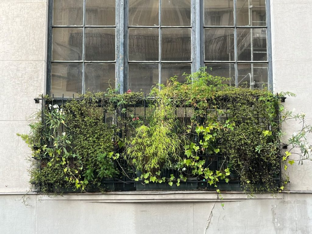 Rebord de fenêtre urbain transformé en mur végétal foisonnant avec lierres, vivaces et plantes grimpantes