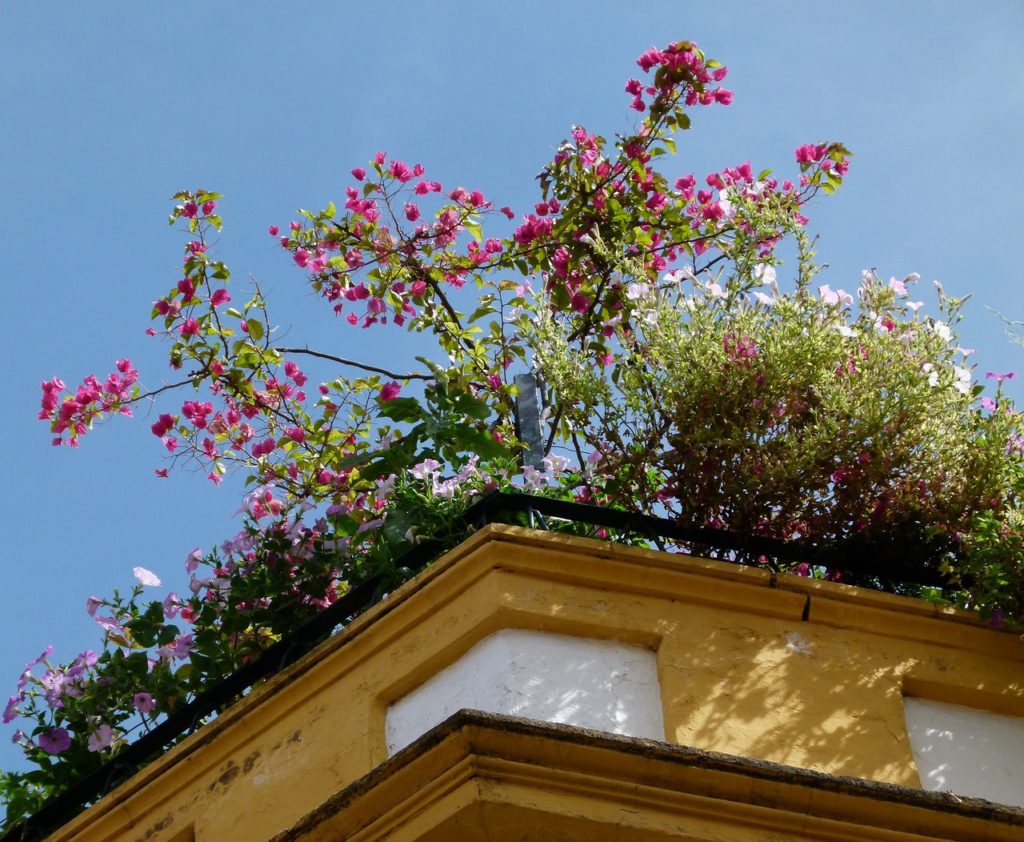 jardin rooftop