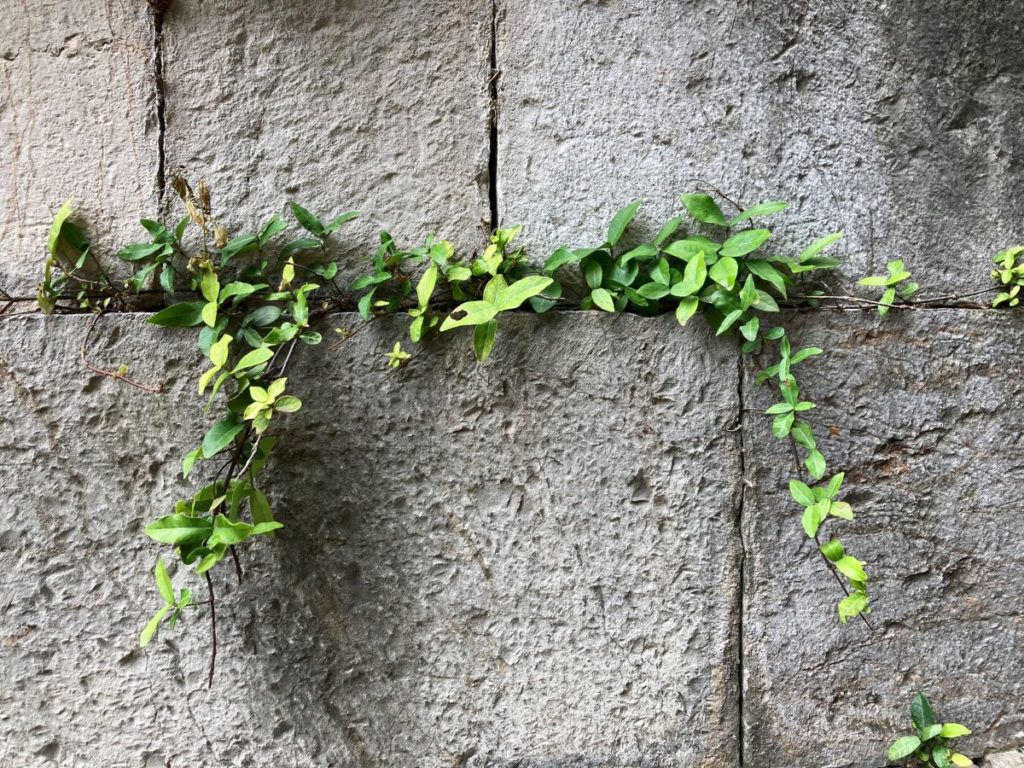 végétation qui pousse entre les blocs du muret