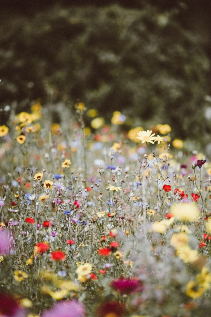 Prairie Fleurie _biodiversite