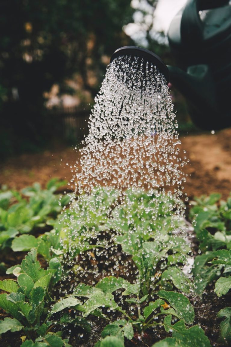 jardinage-Biologique-Arrosage-Plantes-Irrigation-Ecologique