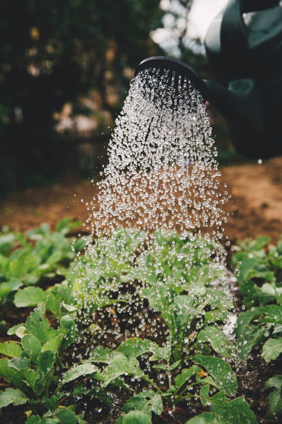 Jardins écologiques en ville 3/3 : adopter une gestion durable de l’eau au jardin
