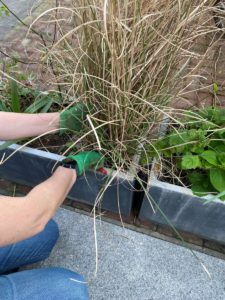 Taille miscanthus printemps