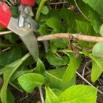 entretien de jardins -terrasse balcon -Taille d'hortensia en pot avec sécateur