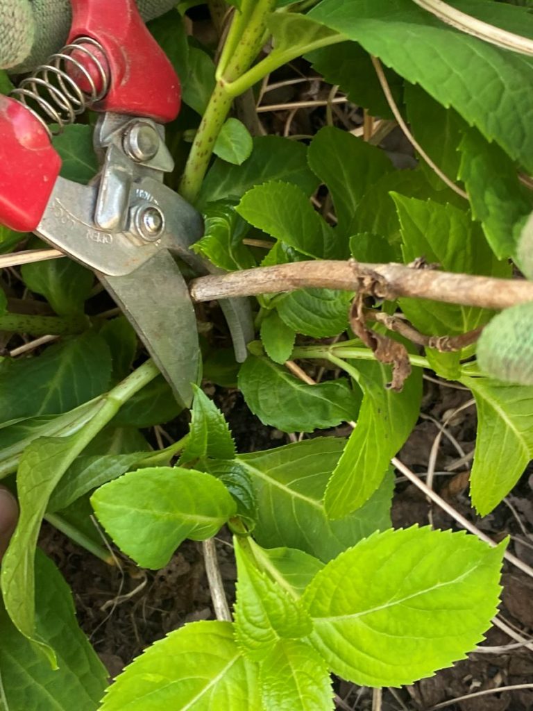 entretien de jardins -terrasse balcon -Taille d'hortensia en pot avec sécateur