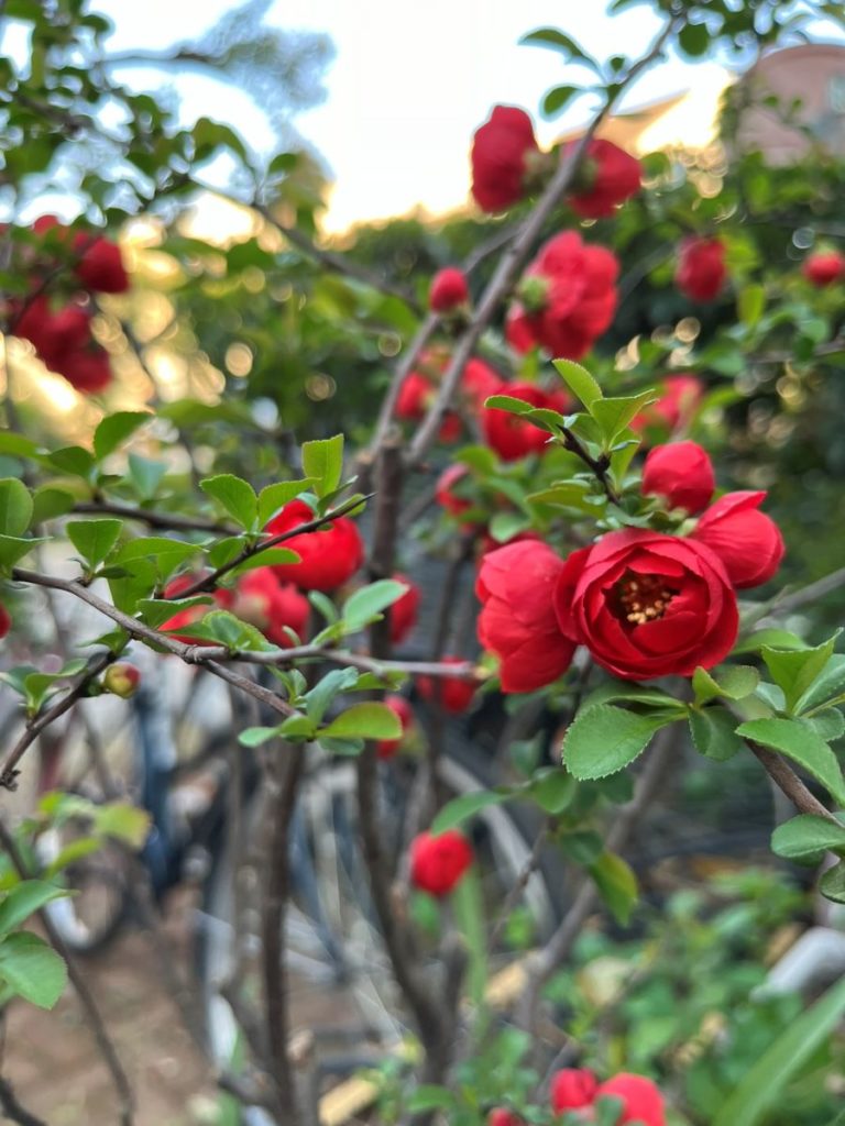 chaenomeles arbuste de printemps