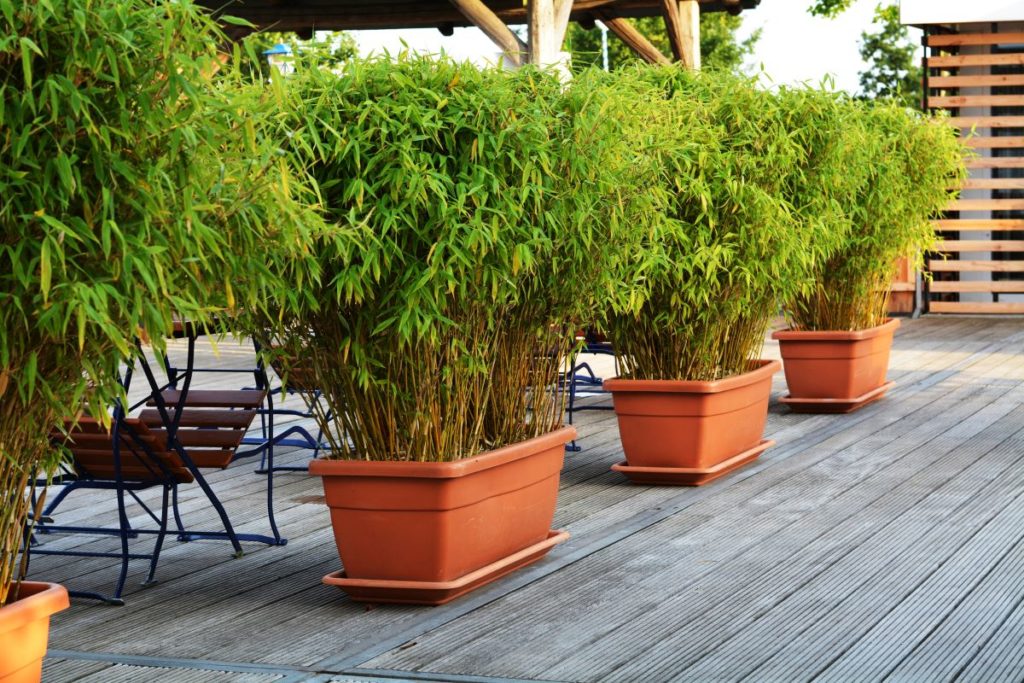 Bambous Fargesia en jardinières marron sur une terrasse, utilisés comme brise-vue élégant et naturel