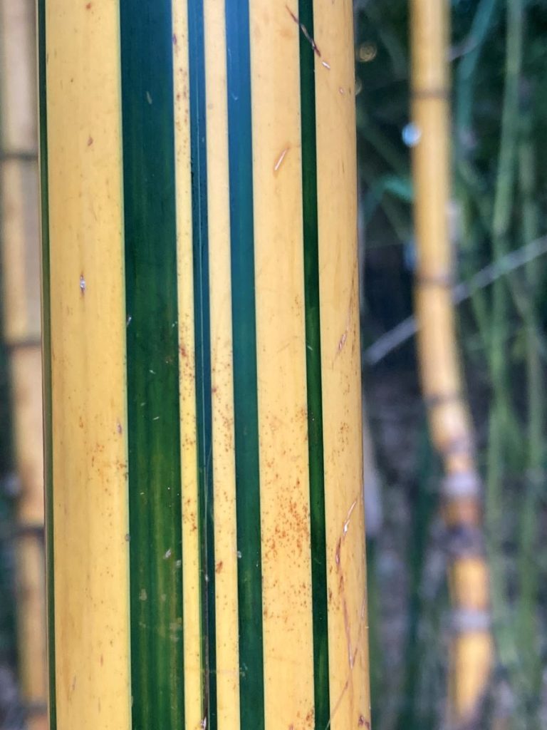 Canne colorée de Bambusa Vulgaris Vittata