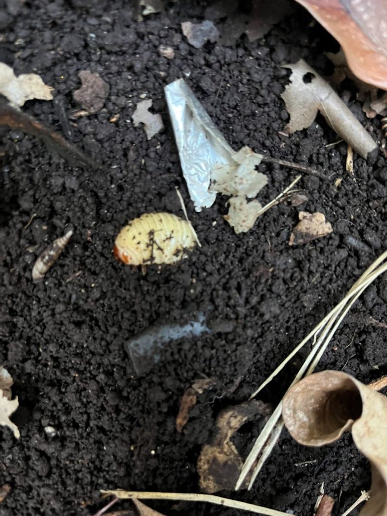 Vers de cetoine dans compost