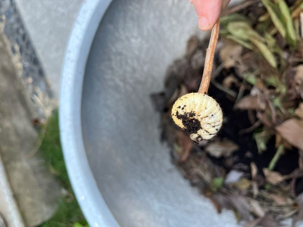 Larve de cétoine -vers blanc