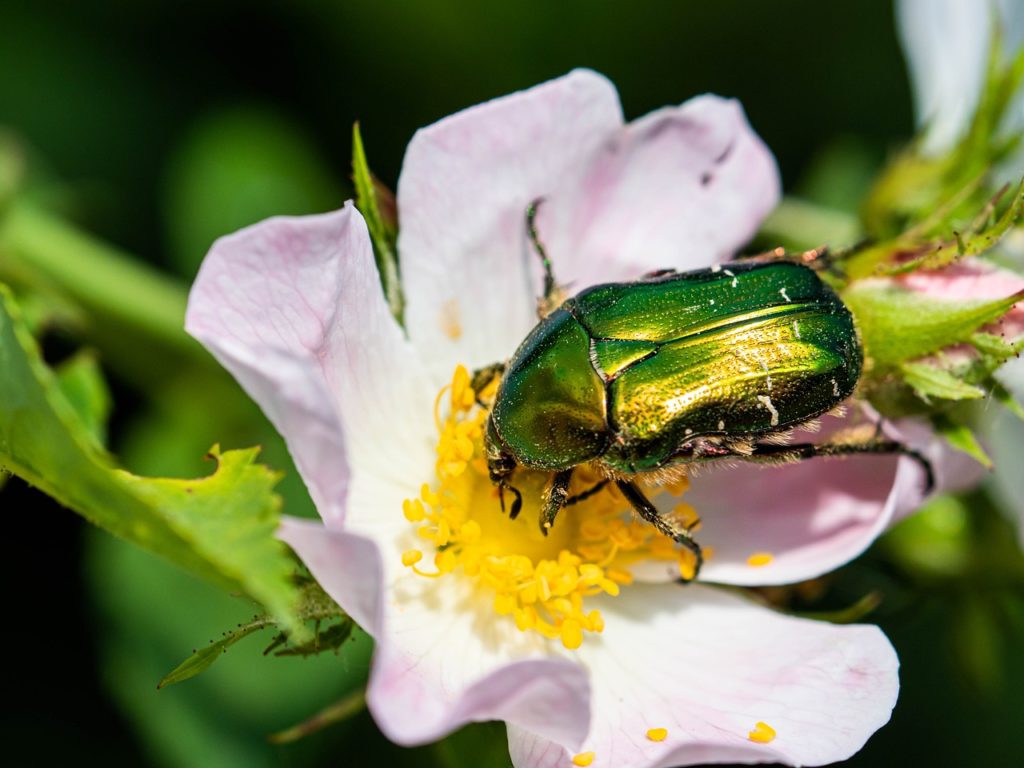 Cetoine doree butine fleur