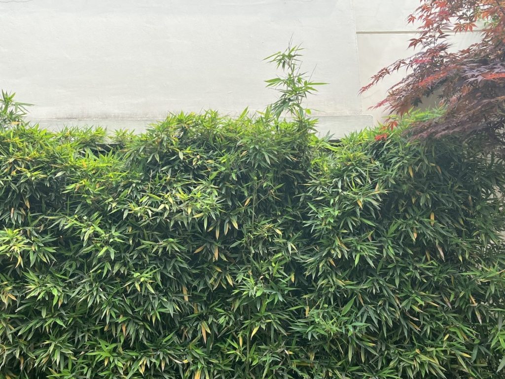Haie de bambous utilisée comme écran végétal pour créer de l’intimité au jardin