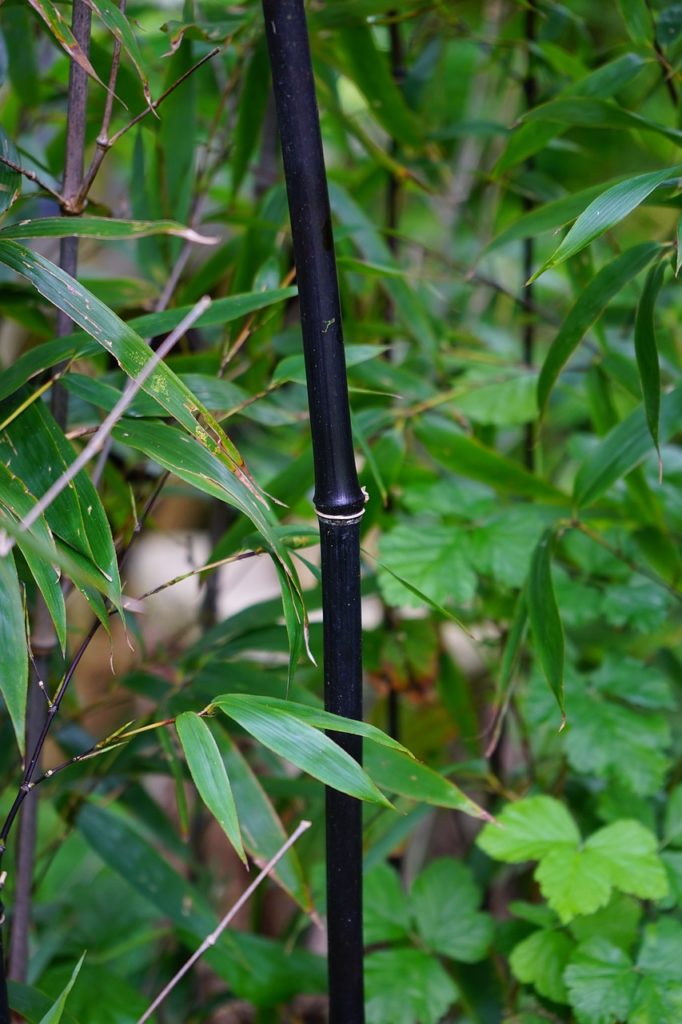 Gros plan sur une canne noire de Phyllostachys nigra parmi le feuillage vert
