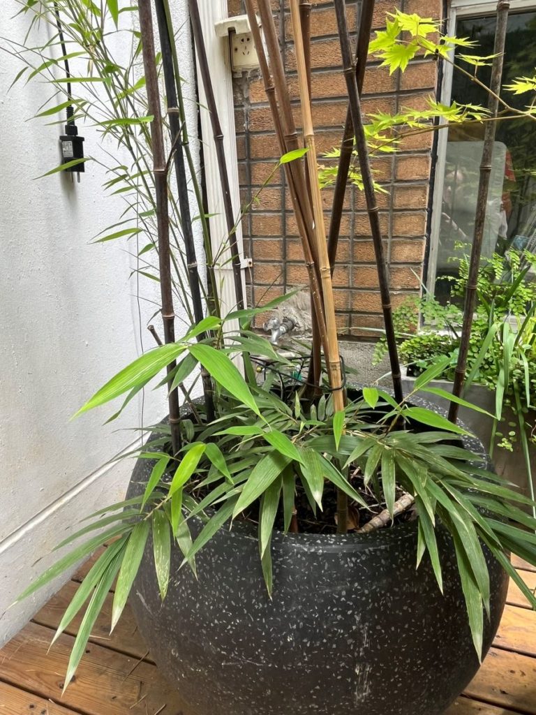Un bambou en pot, solution simple pour végétaliser une entrée