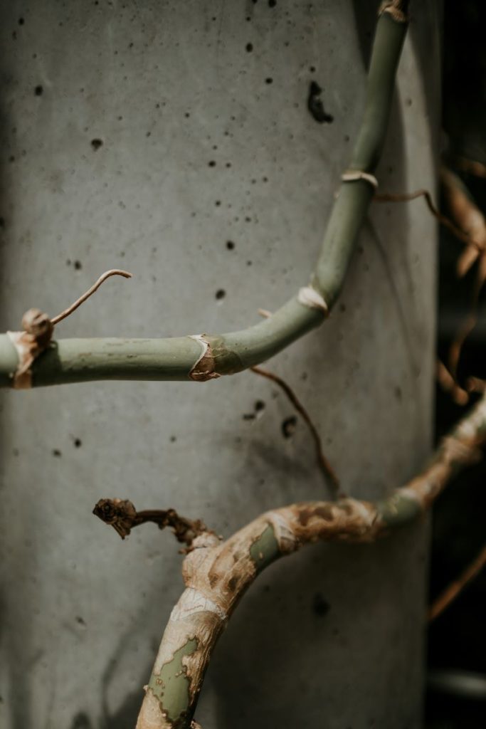 Rhizome de bambou traçant s’infiltrant sous une dalle, montrant les risques en pot maçonné ou jardin sur dalle