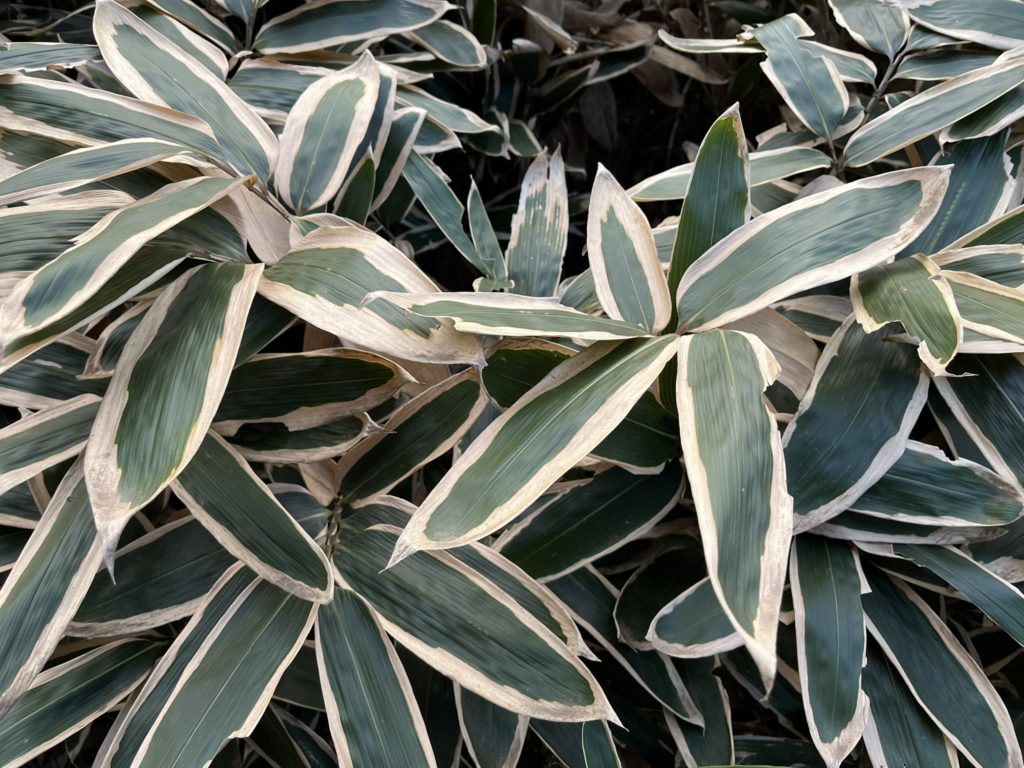 Feuillage panaché vert et crème du bambou nain Sasa veitchii, une touche lumineuse en couvre-sol ou en pot