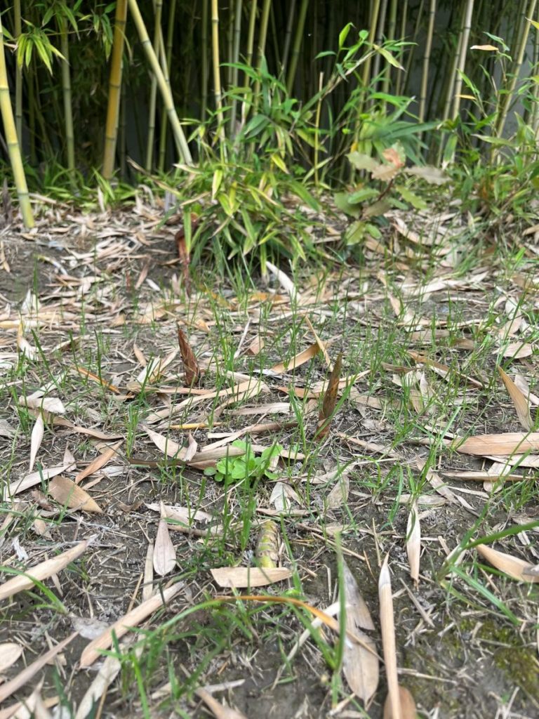 Jeunes turions de bambou traçant émergeant du sol au pied d’une touffe, issus des rhizomes souterrains