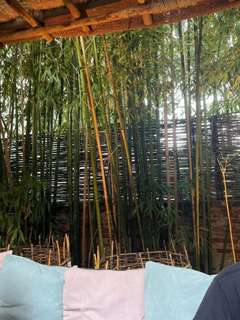 phyllostachys aurea formant une haie dense dans un coin salon extérieur