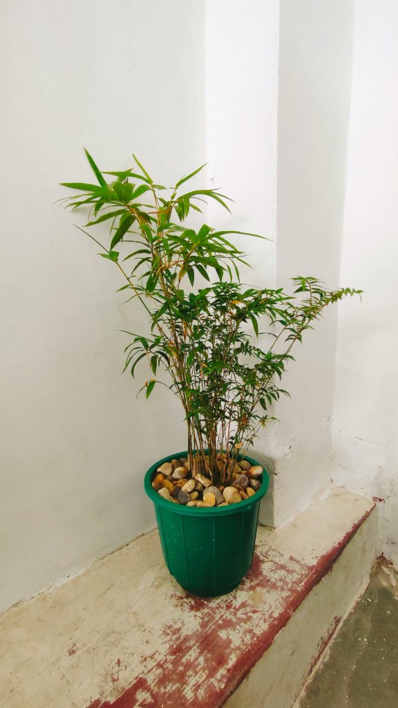 Bambou Fargesia cultivé en pot décoratif vert avec galets, adapté aux terrasses et balcons