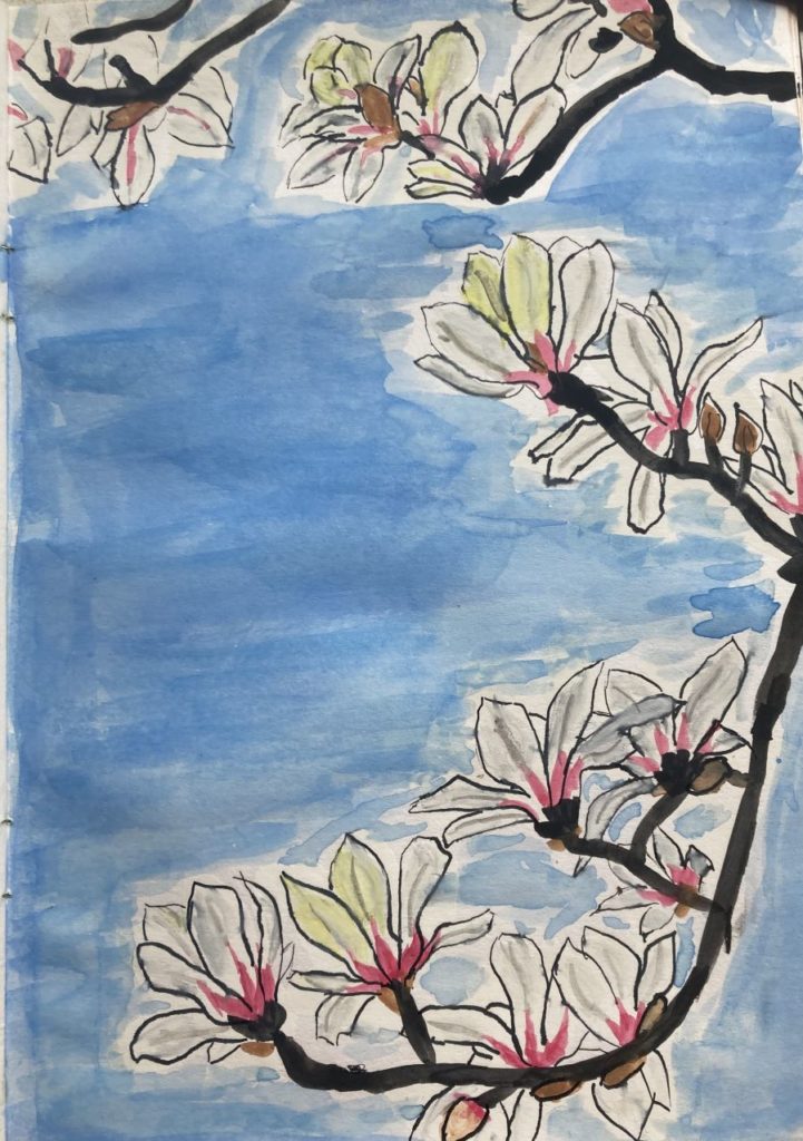 dessin de magnolia