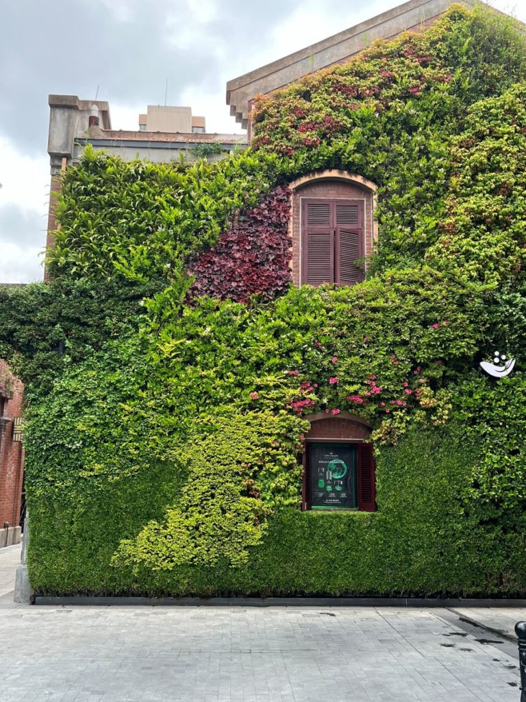 Maison et murs envahis par une vigne vierge luxuriante, créant un effet de mur végétal naturel en pleine ville