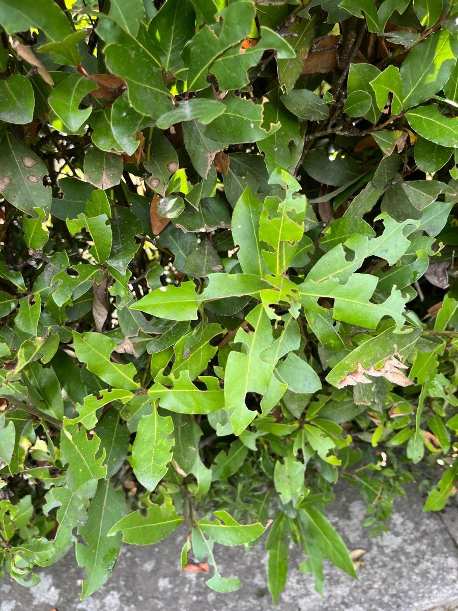 feuilles perforées par des otiorhynques