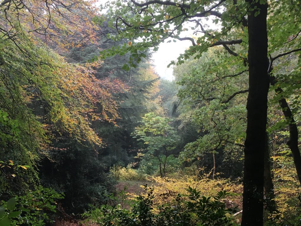 Le bois des moutiers aménagé par la célèbre paysagiste Gertrude Jekyll