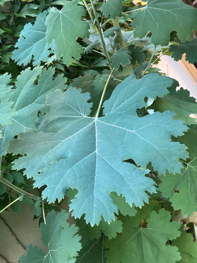 MacleayaCordata - généreuse plante vivace au feuillage remarquable