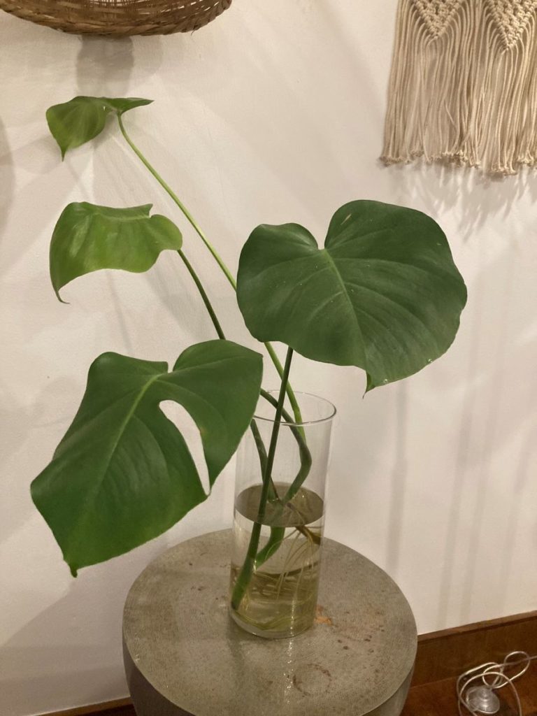 Bouture de plante d'intérieur réalisée avec une tige
