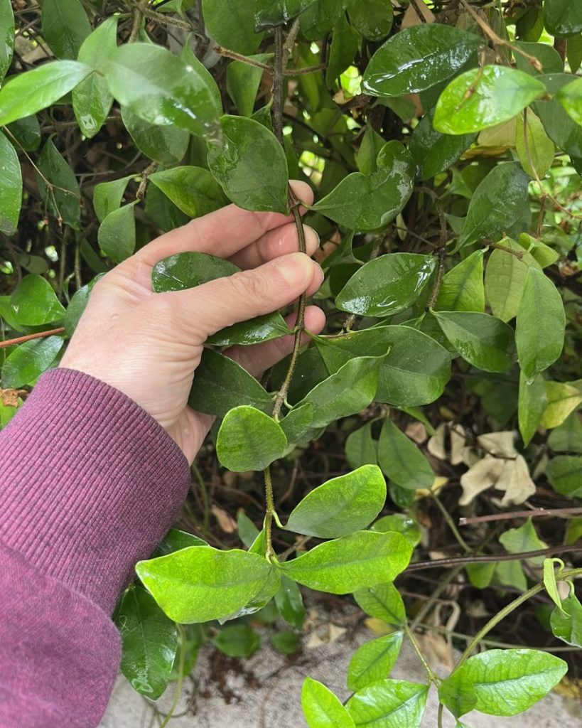Prélever une tige de jasmin étoilé sur la plante mère