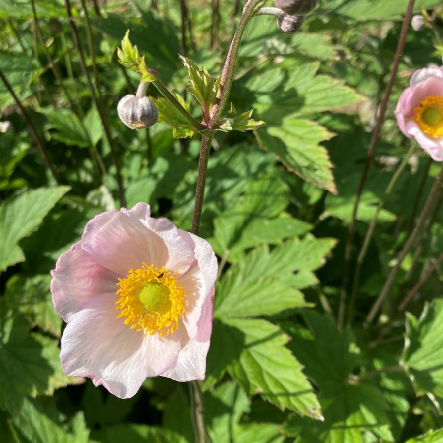 anemone du japon rose