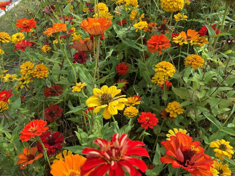 fleurs_automne_zinnias melanges