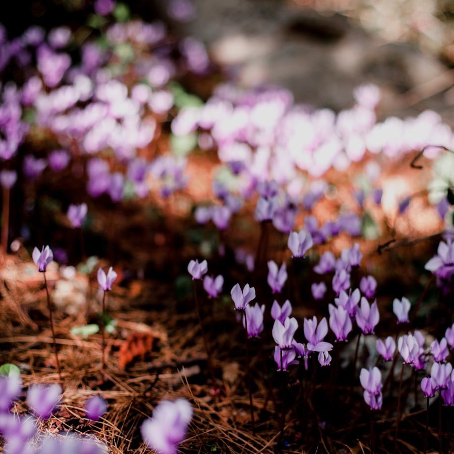 cyclamen sous bois