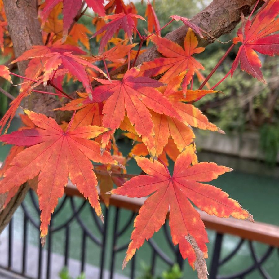 feuilles erable rouge orange