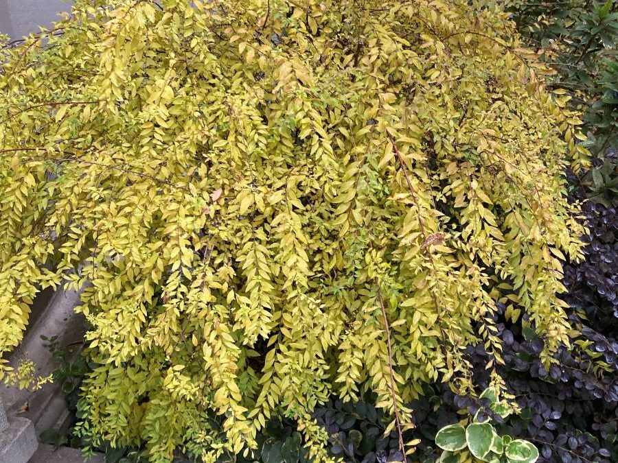 ligustrum sinensis feuillage jaune_autome