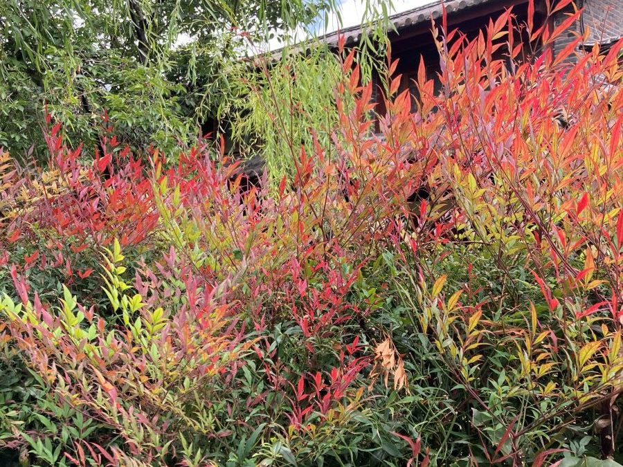 feuillage nandinas_automne