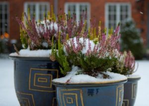 Bruyere en pot_hiver