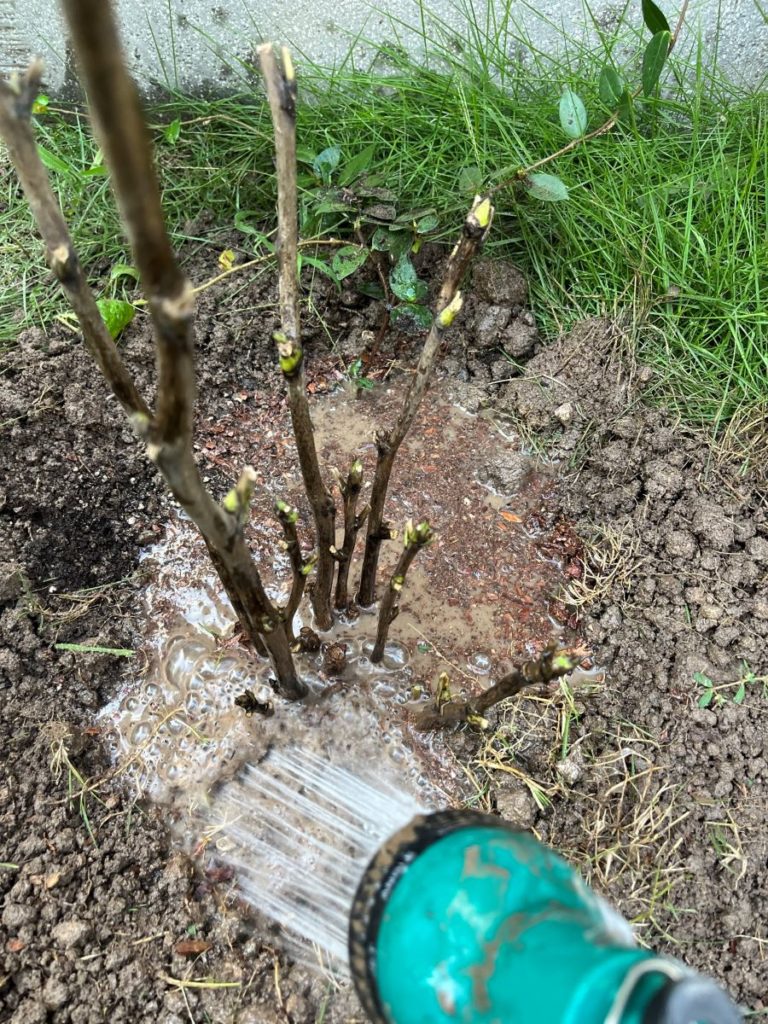 Arrosage d'une plante après plantation