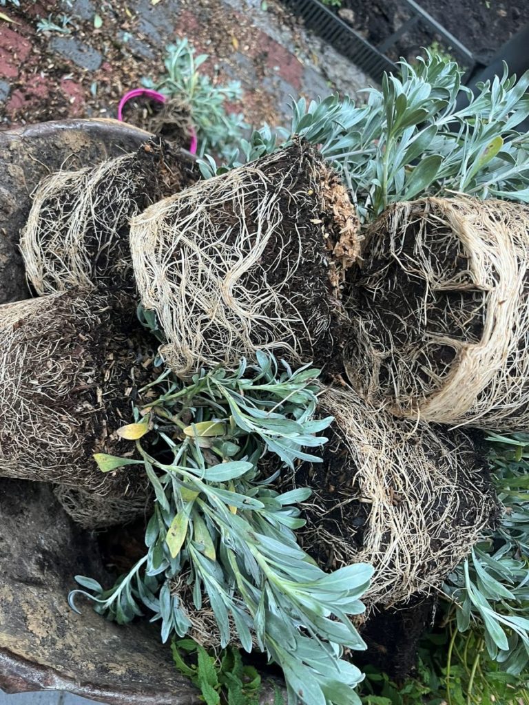 Les plantes forment des chignons, racines tournent en rond dans le pot