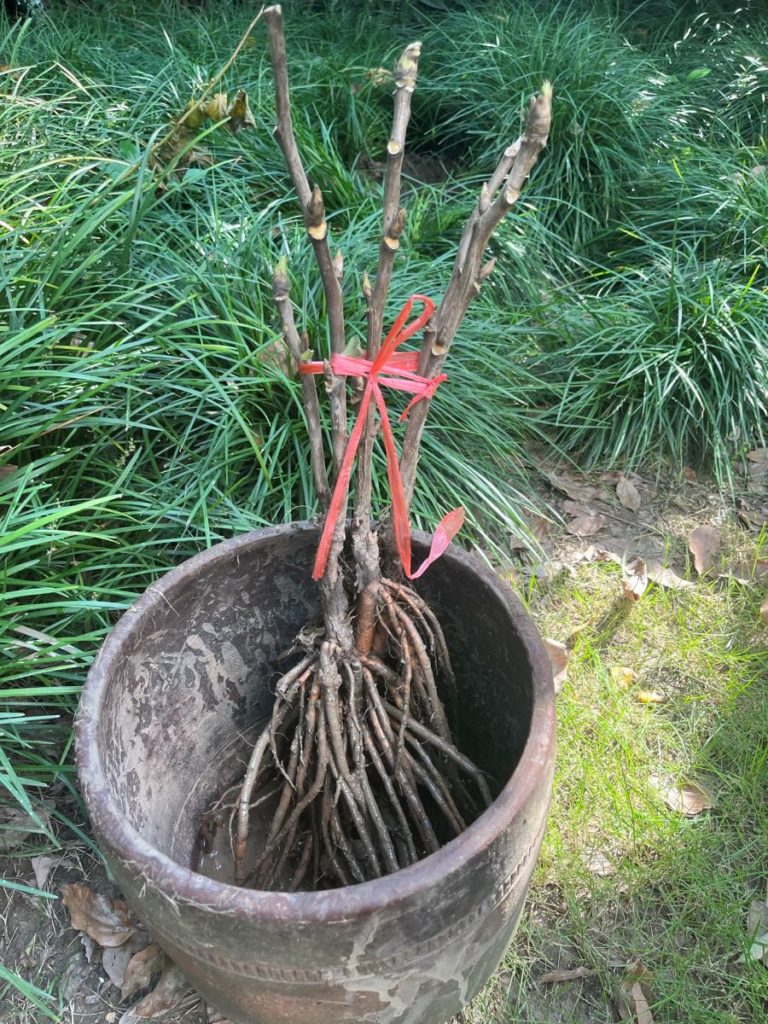 Plante racines nues, dans un pot