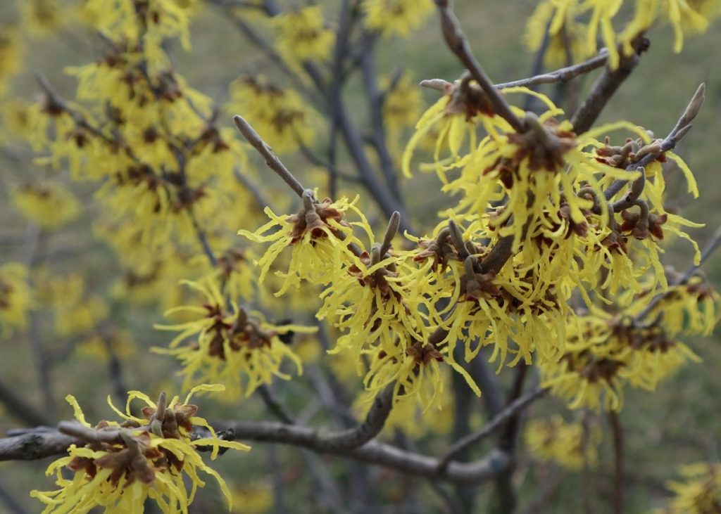 Fleur d'hamamelis jaunes -floraison d'hiver