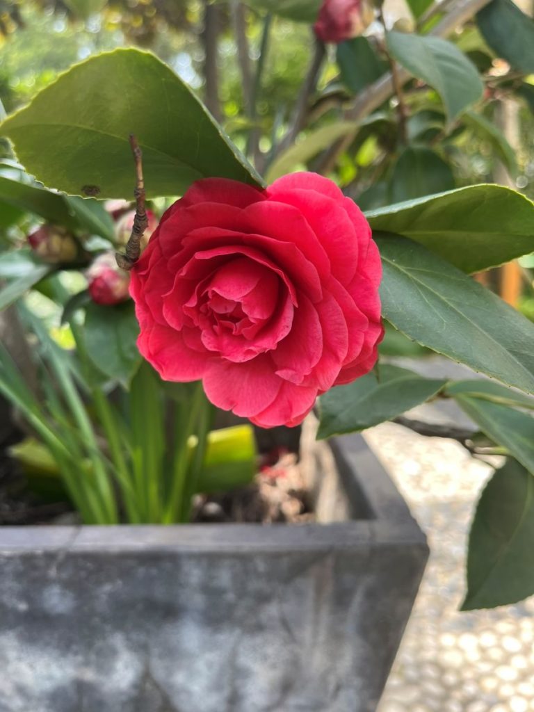 camelia japonica