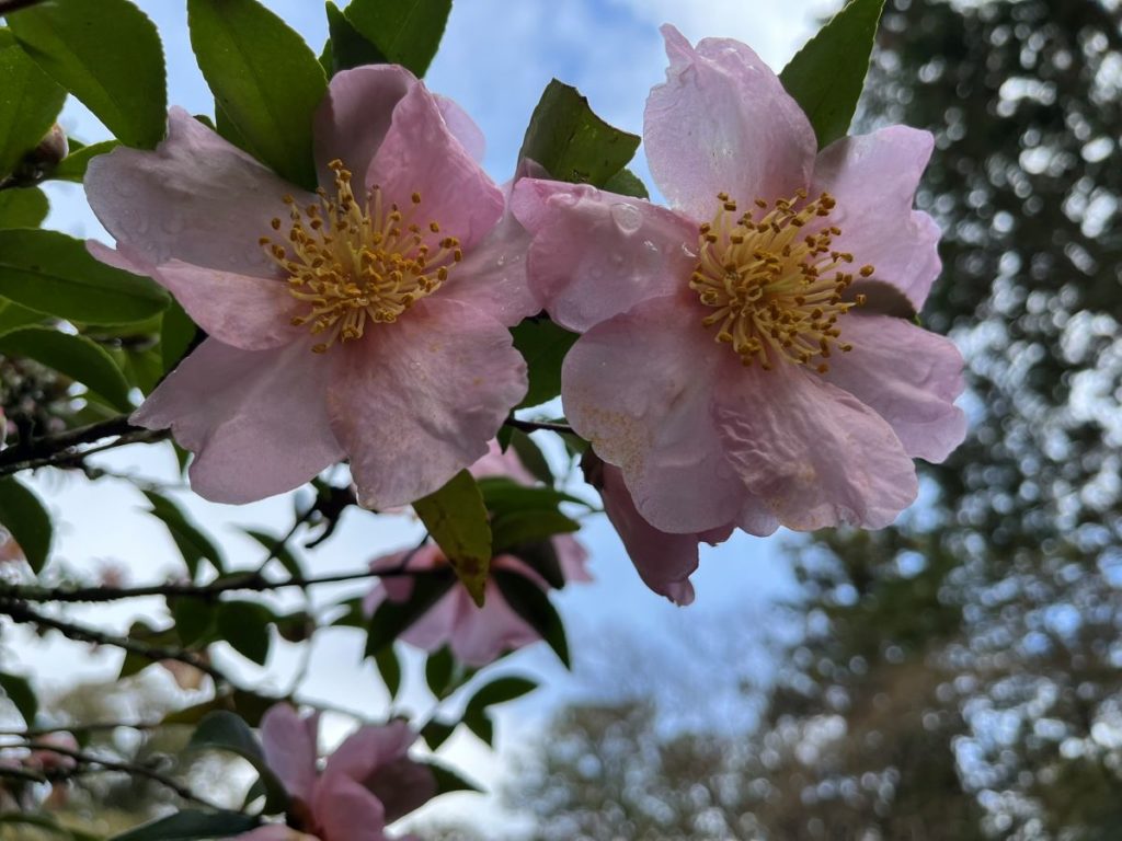 camélia sasanqua à fleurs rose - camellia