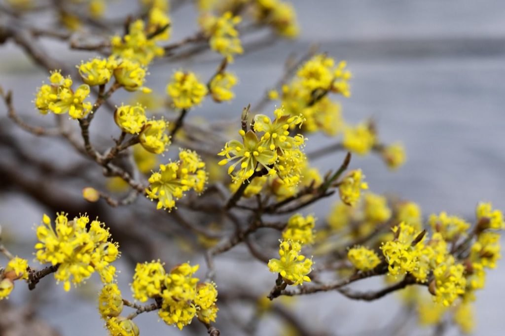 fleurs du cornouiller-male