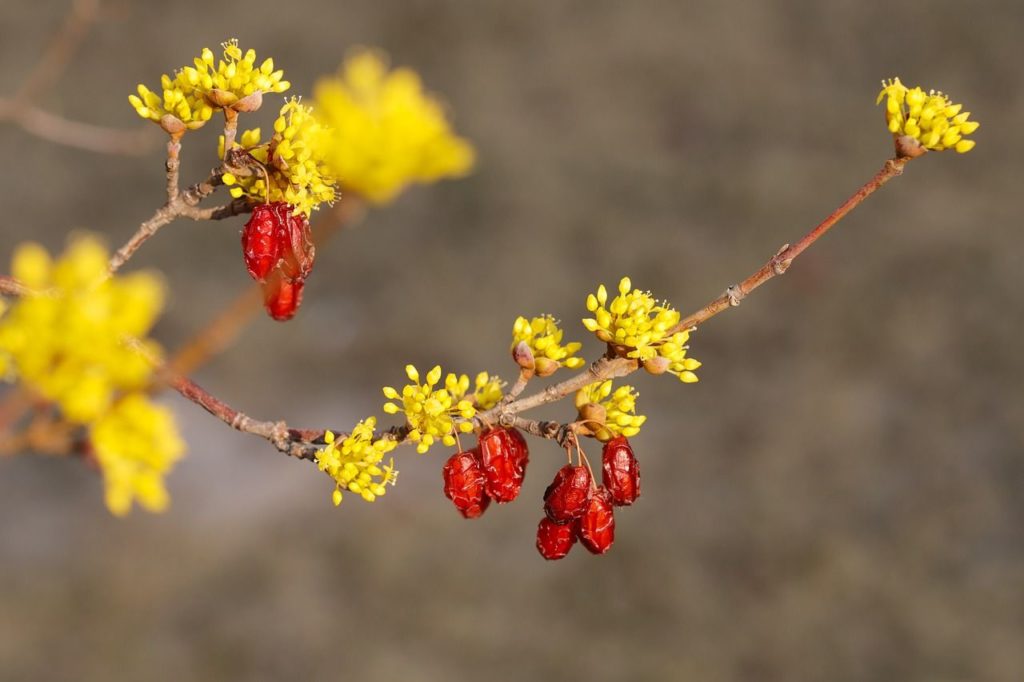 fleurs et fruits rouges du cornouiller-male