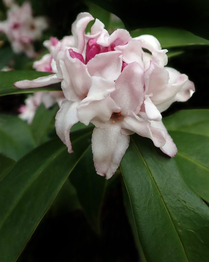 Fleur de déphné odora -floraison d'hiver