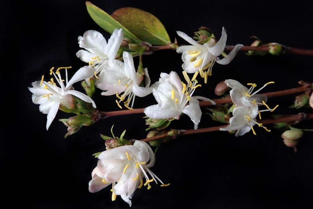 fleur de chevrefeuille arbustif -floraison d'hiver