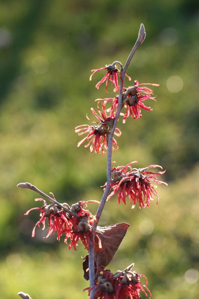 Fleur d'hamamelis rouge -floraison d'hiver